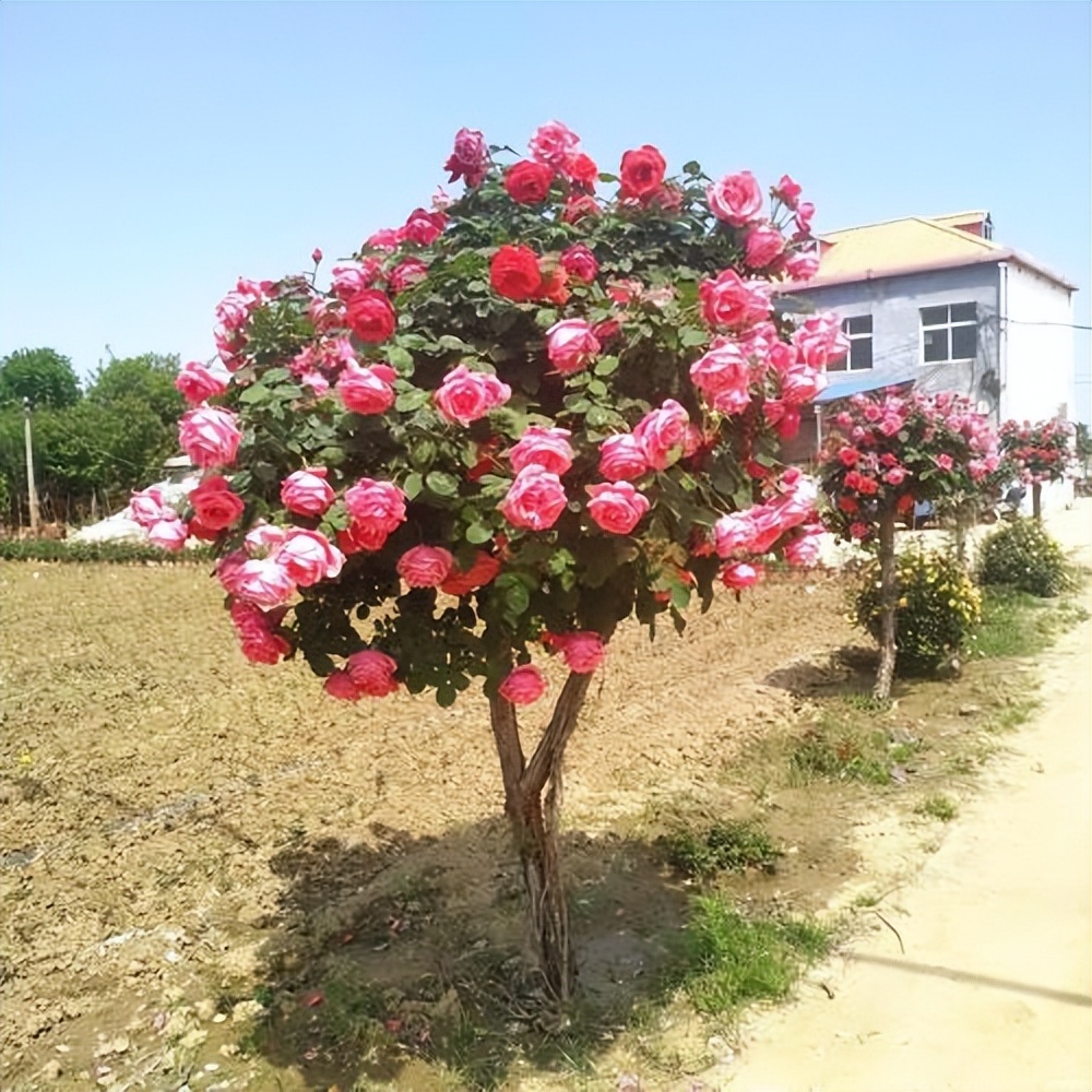 树状月季适合懒人栽种,耐寒抗旱,新人也可以入手