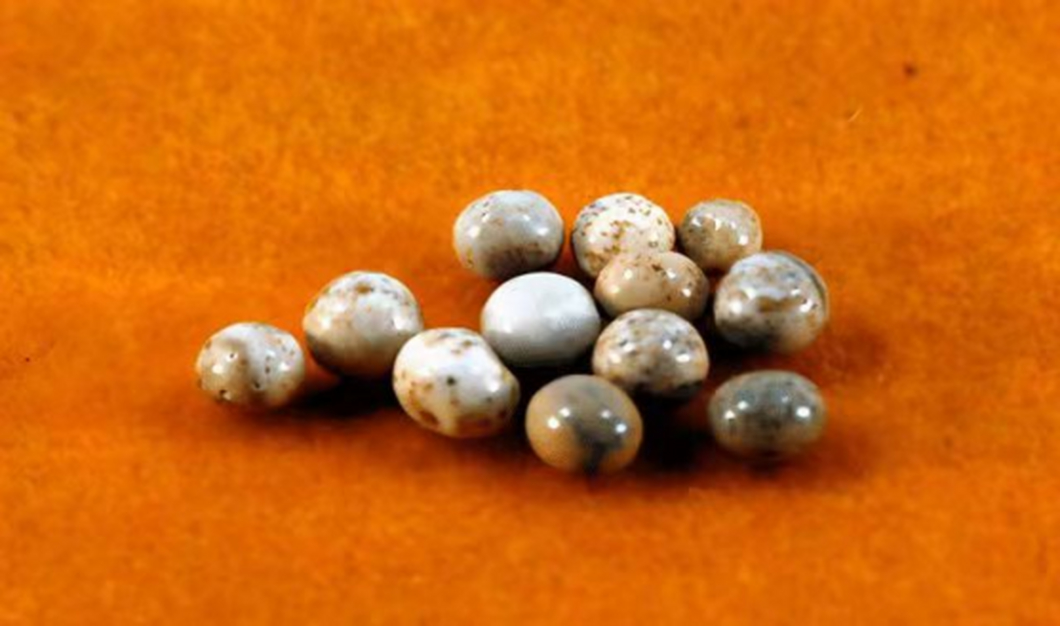 然而在11年之后,星云大师在台湾圆寂,弟子们却违背