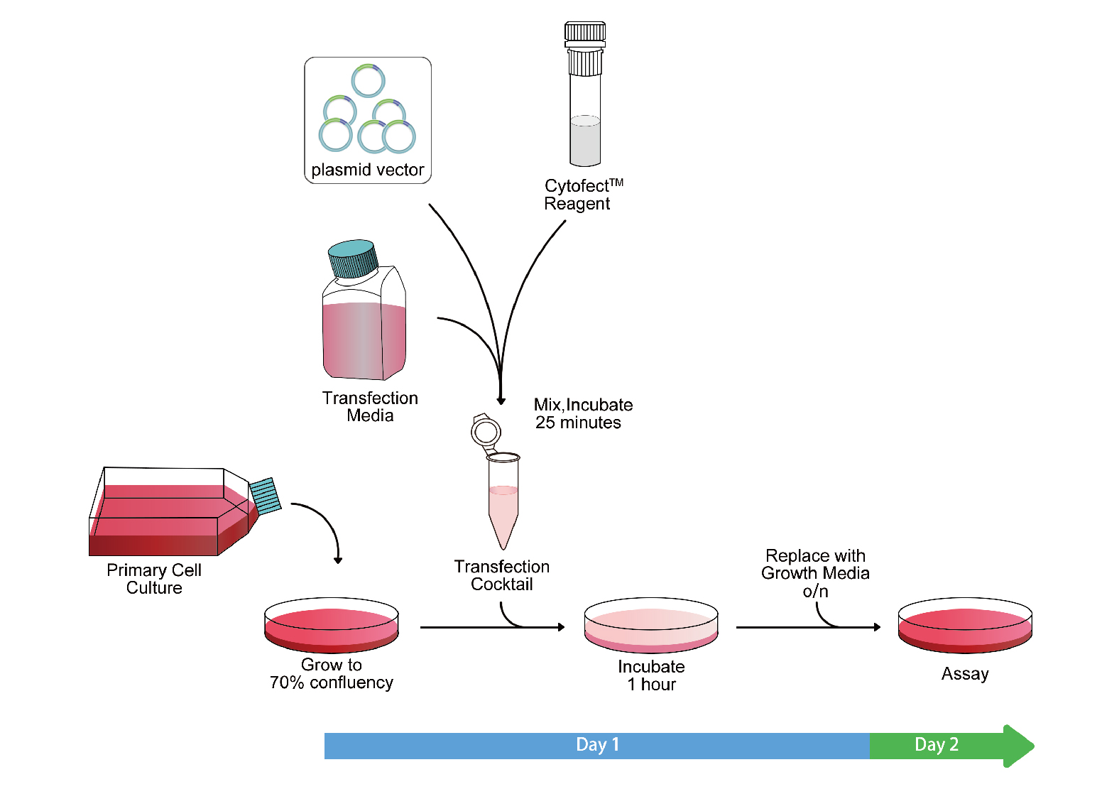细胞转染怎么做?