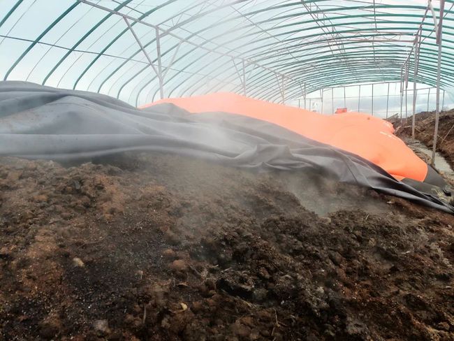 鸡粪是非常好的有机肥,教你快速发酵的方法,简单实用易操作