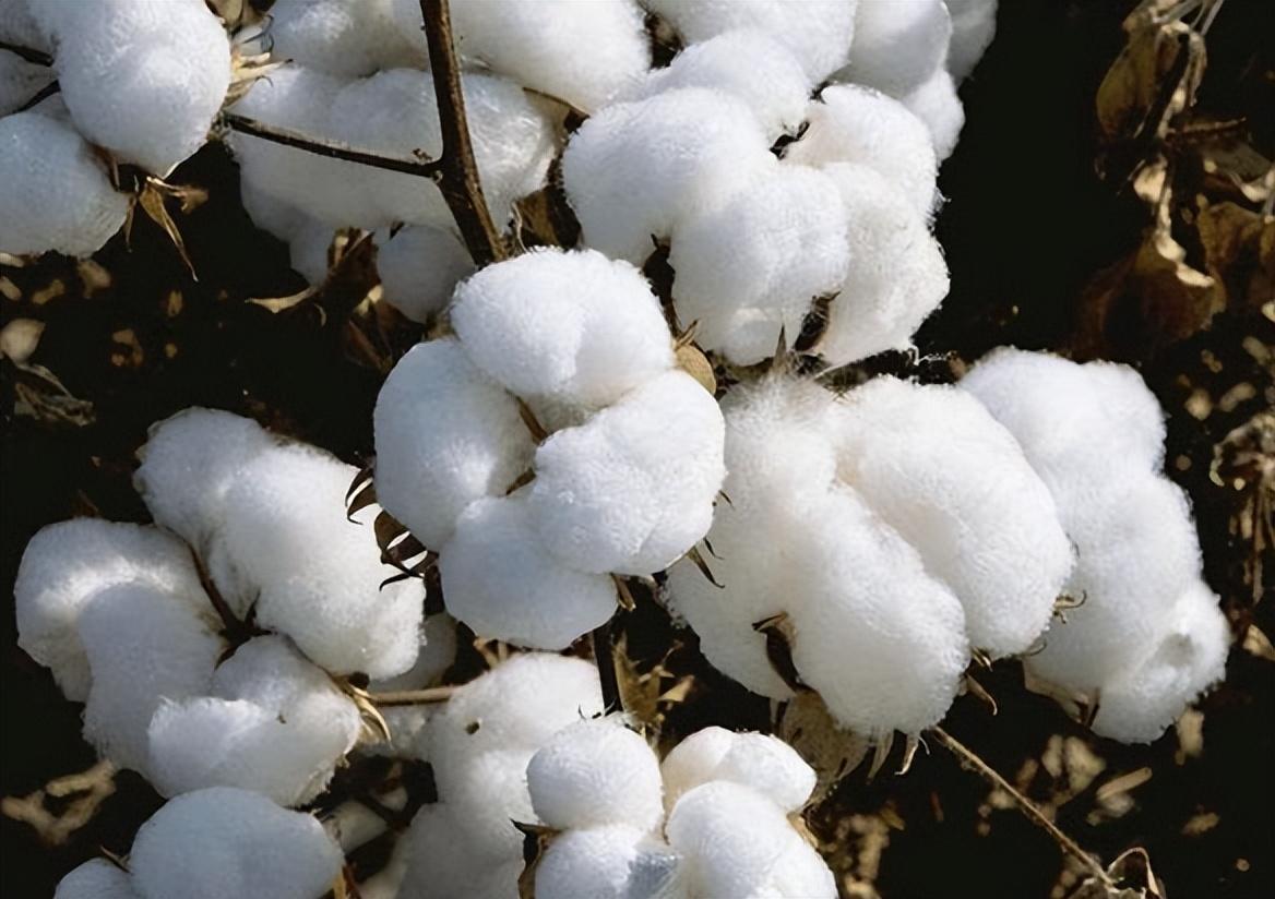 宋朝之前棉花还没被推广