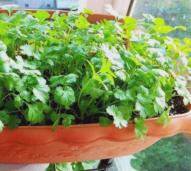 香菜的种植时间以及方法