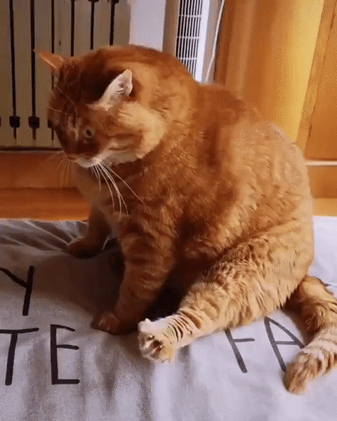 13,橘猫的内心很崩溃,变胖了以后太不方便了,现在挠痒痒都够不着了!