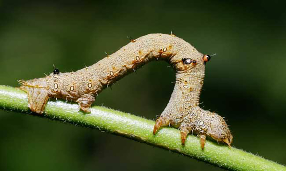 农村常见的十二种叫不上名字的动物,你认识吗?你又见过多少呢?