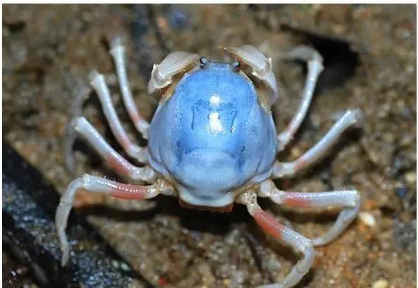 有"兵蟹"之称的短指和尚蟹