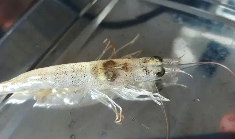 对虾转肝前这样做,对虾转肝期提前5-10天