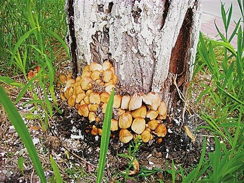 杨树长的蘑菇图片图片