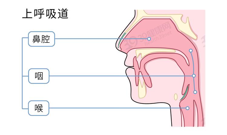 把咳出的痰咽回去,会怎么样?