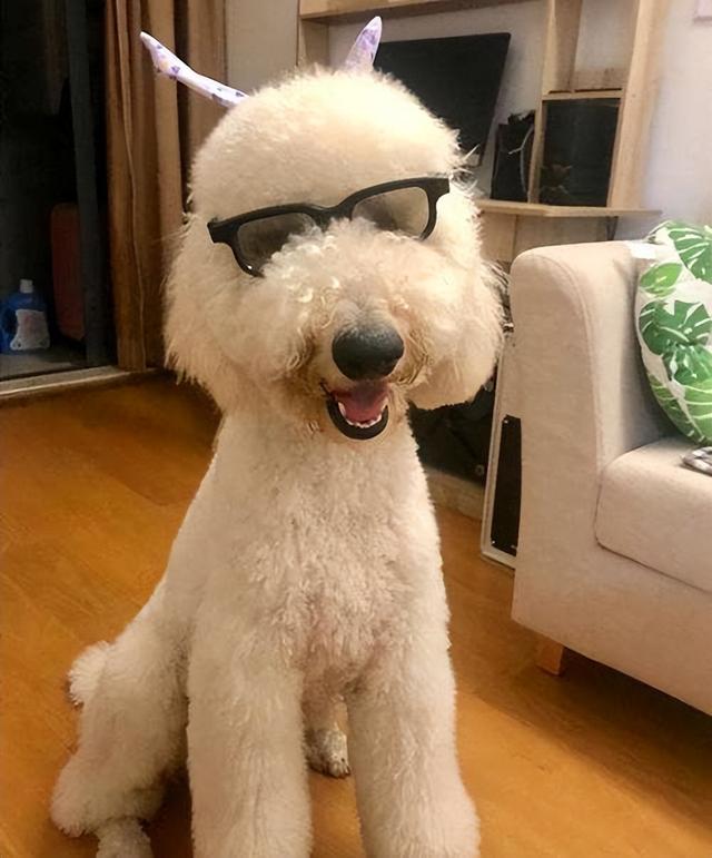 养一只"巨型贵宾犬"有多好?只有养过的人才懂