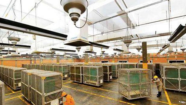 食人蝇堪称嗜血钻头,近百万牲畜被活吃,专家力挽狂澜使出杀手锏