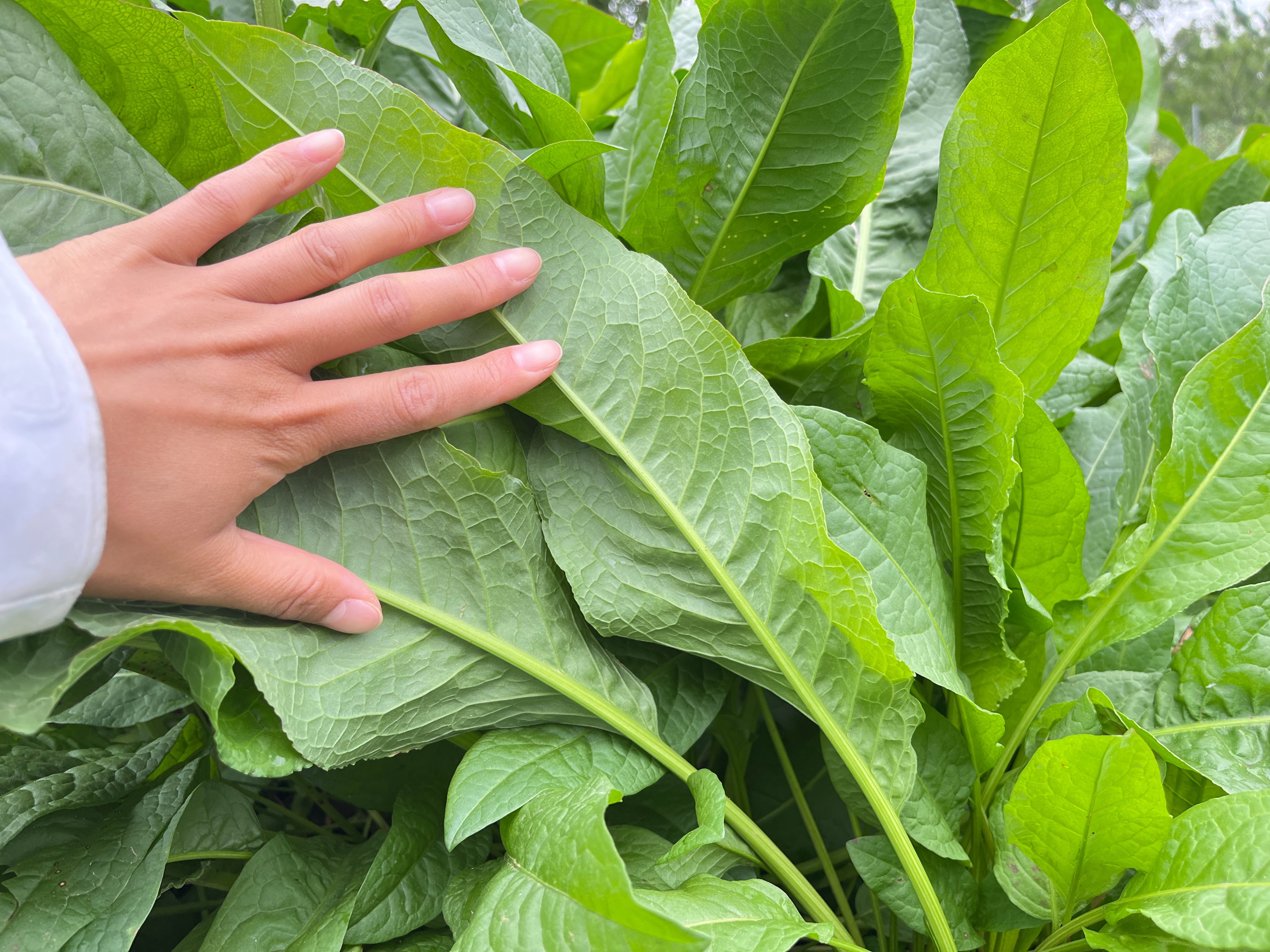 食叶草母本鲁梅克斯,蛋白质含量38%亩产达20吨,为何备受争议?