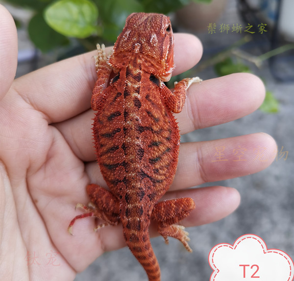 超可爱值得入手的小宠物~鬃狮蜥