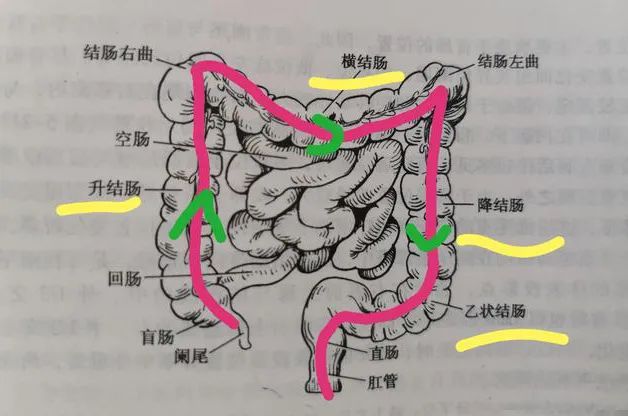 直肠在什么位置图片图片