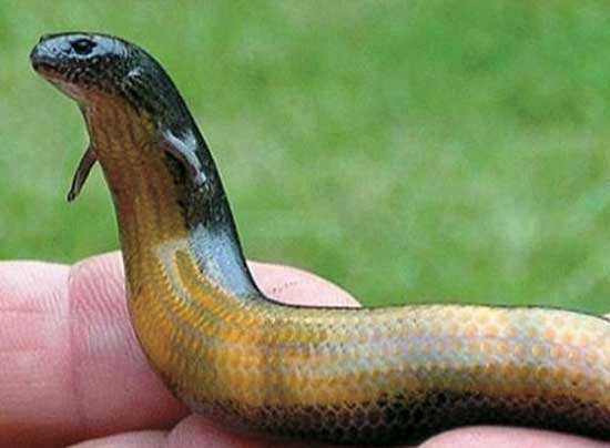 救下700只"中国火龙",普及数万保护动物