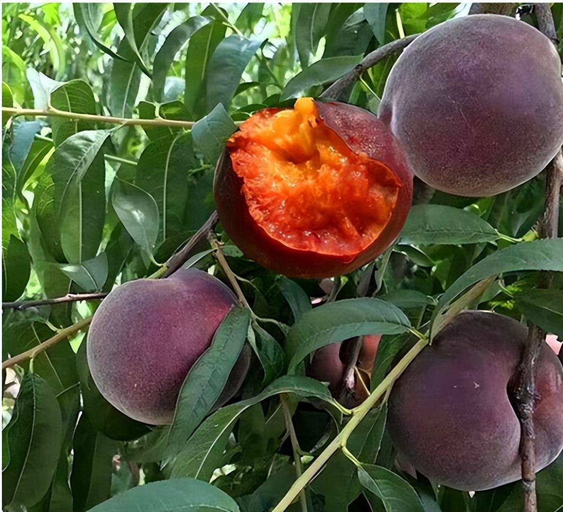 新品水果—黑桃皇后