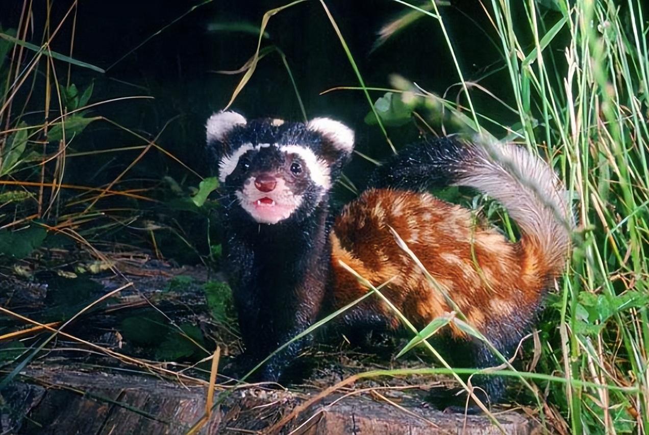 新疆发现平头哥"小弟",身穿"虎皮裙",一晚干掉十几窝老鼠!