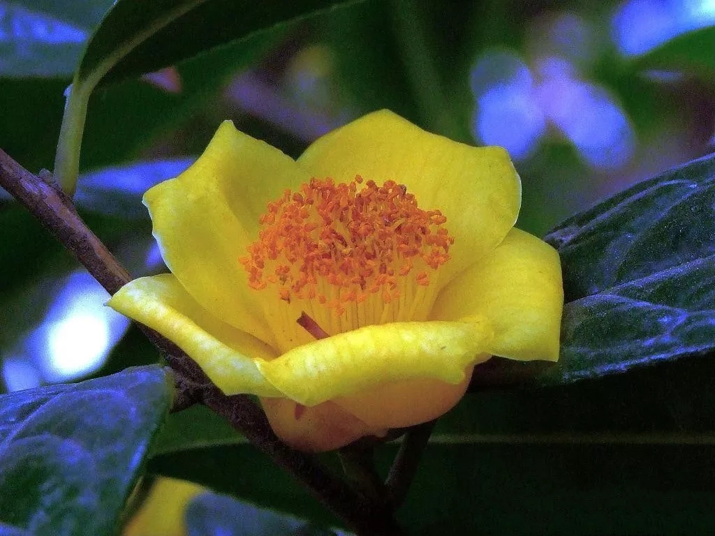 金茶花高清图图片