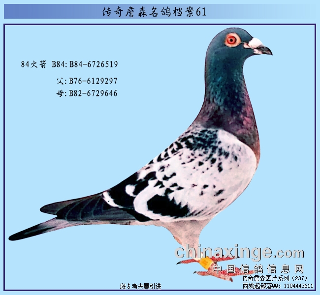 传奇詹森名鸽档案