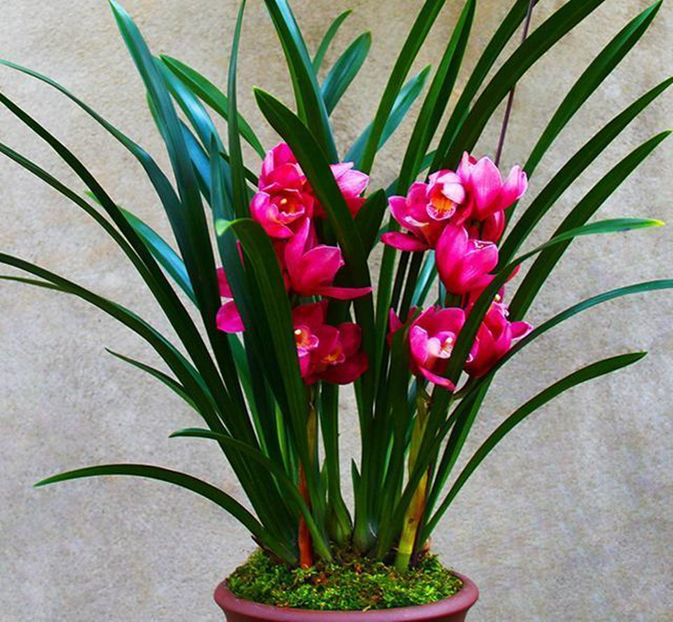 此兰花,是当之无愧的"开花机器",花色艳丽,芳香四溢,上档次