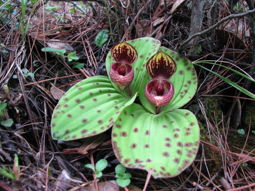 中国极小种群野生植物——斑叶杓兰