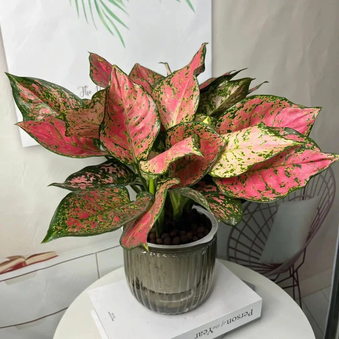 叶子比花还好看的观叶植物,色彩艳丽惹人爱!