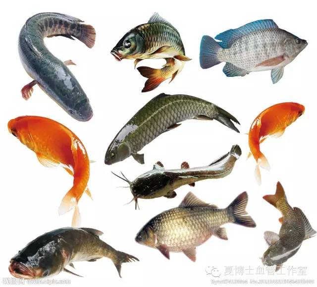 学到这几种方法,选鱼不用愁,使自己身体更健康