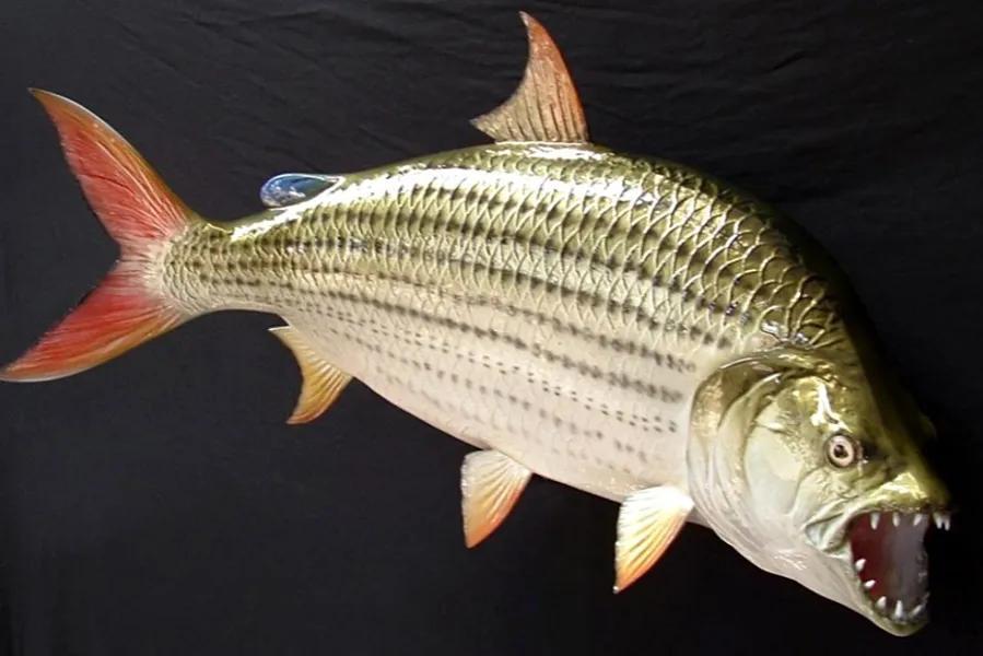 "淡水大白鲨"称霸非洲刚果河,体长超1.8米,连鳄鱼都能击杀?