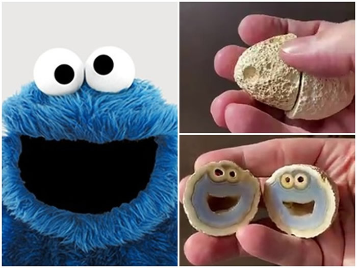 地质学家在德州发现一块火山岩石内藏《芝麻街》饼干怪兽