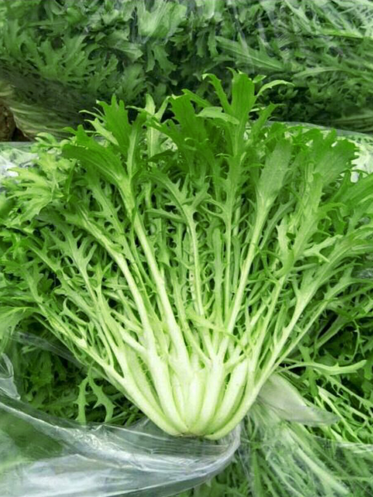 选择适宜的土壤和容器苦菊适宜在肥沃,疏松,排水良好的土壤中生长