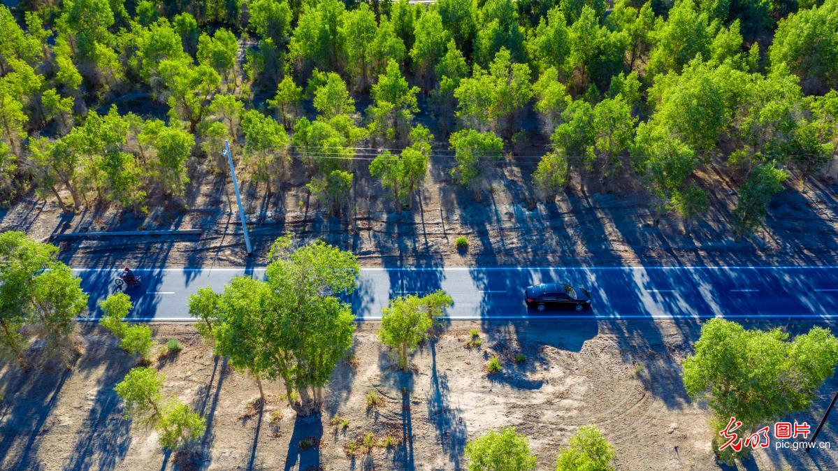 新疆尉犁:乡村公路别样美