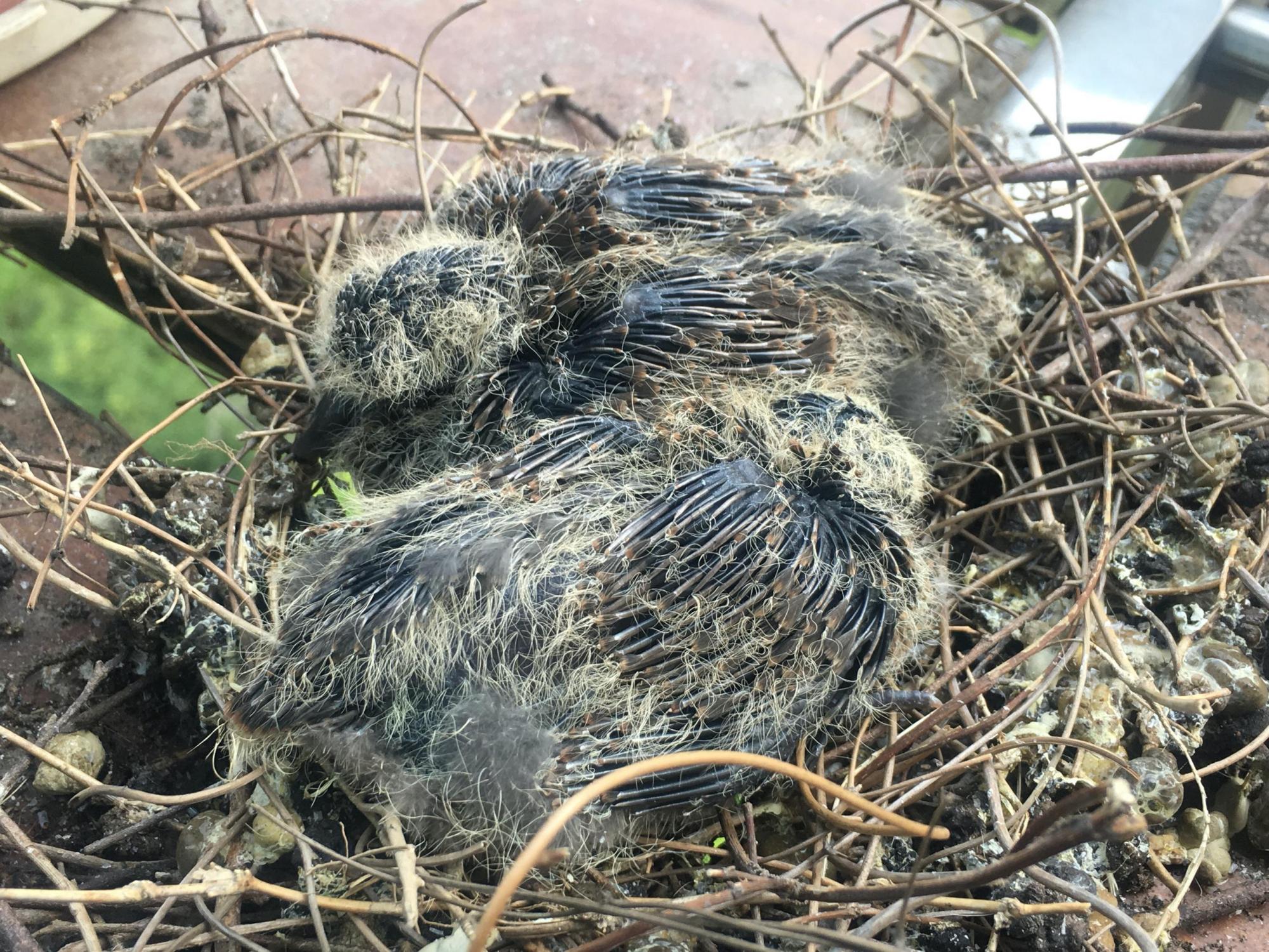 斑鸠蛋不孵,几天会冻死?