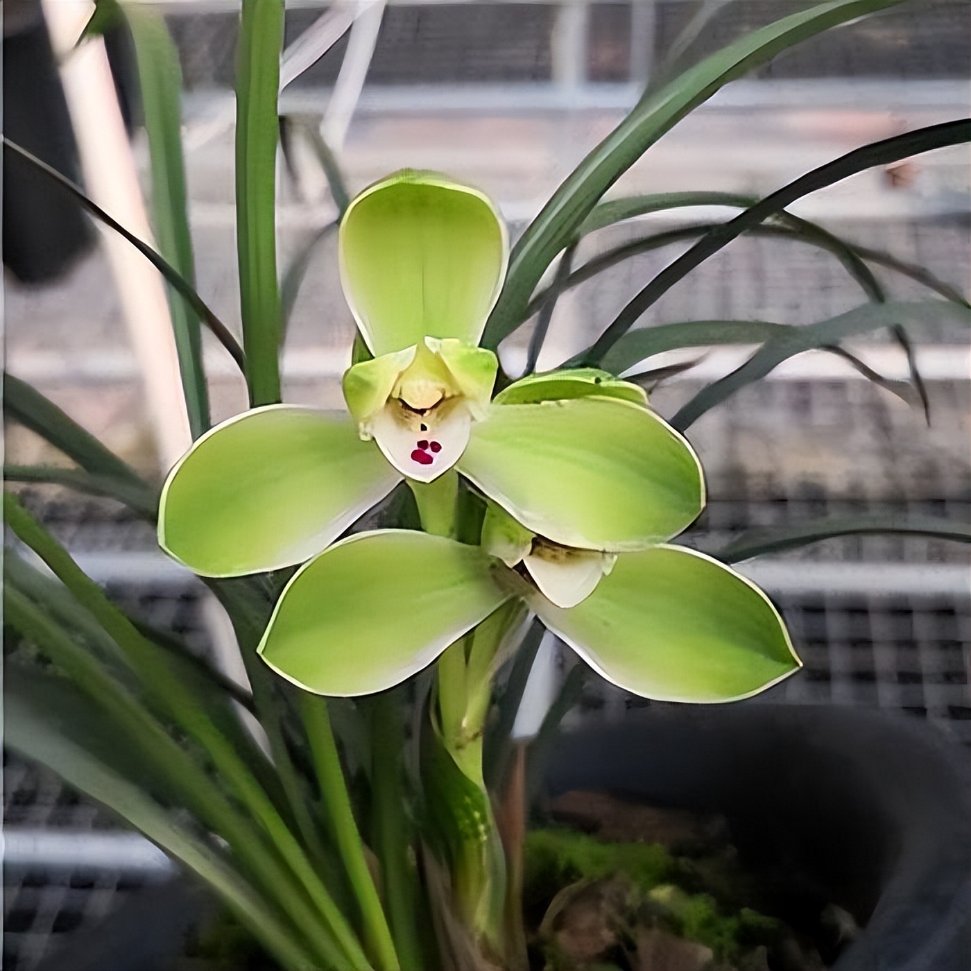 春兰四大天王之首"宋梅",瓣型完美,幽香馥郁,开花后自带仙气