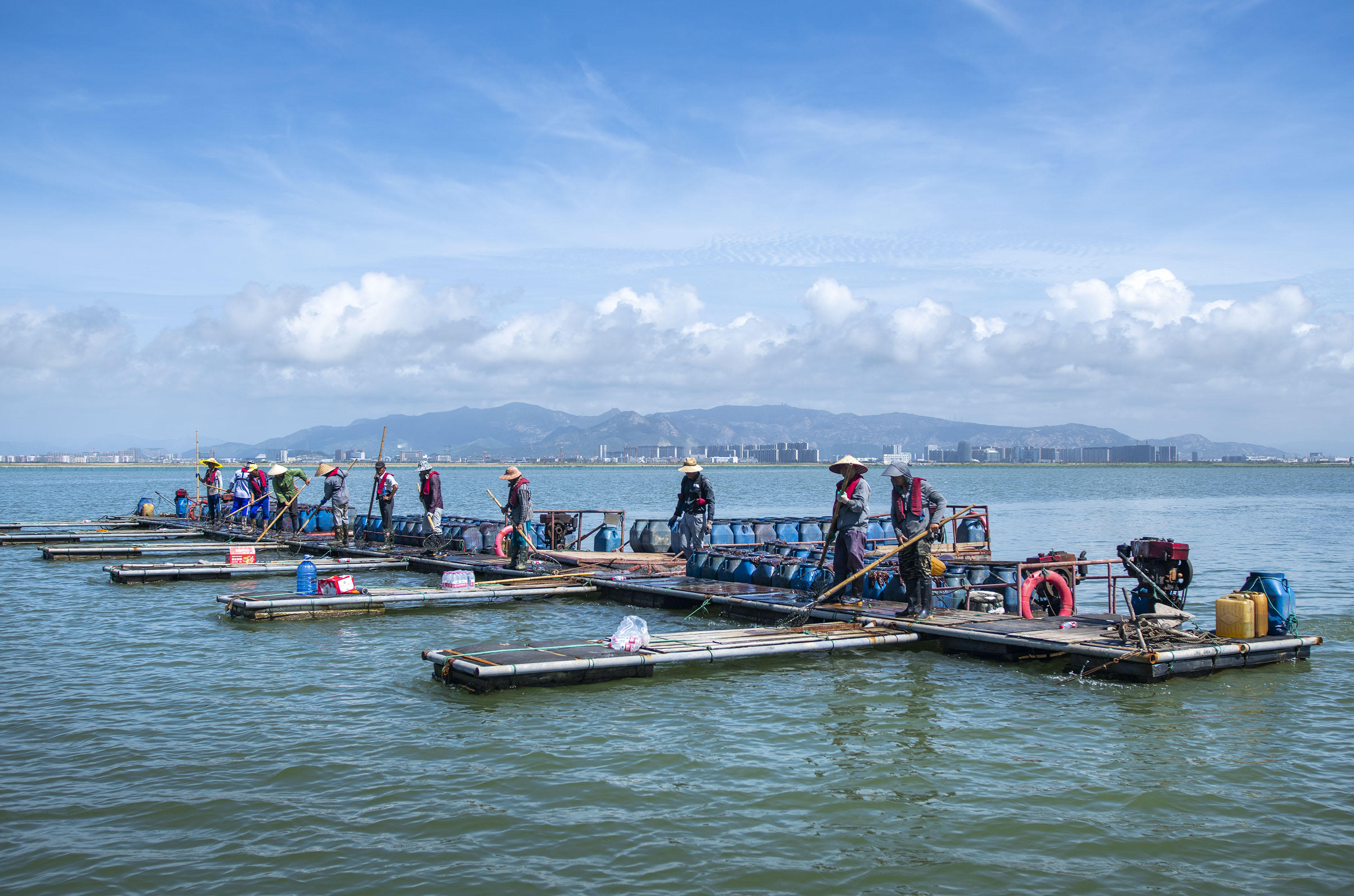 每天捕捞5万斤鲜美海蜇|温州这家国企跨界转型探出养殖"新门道"