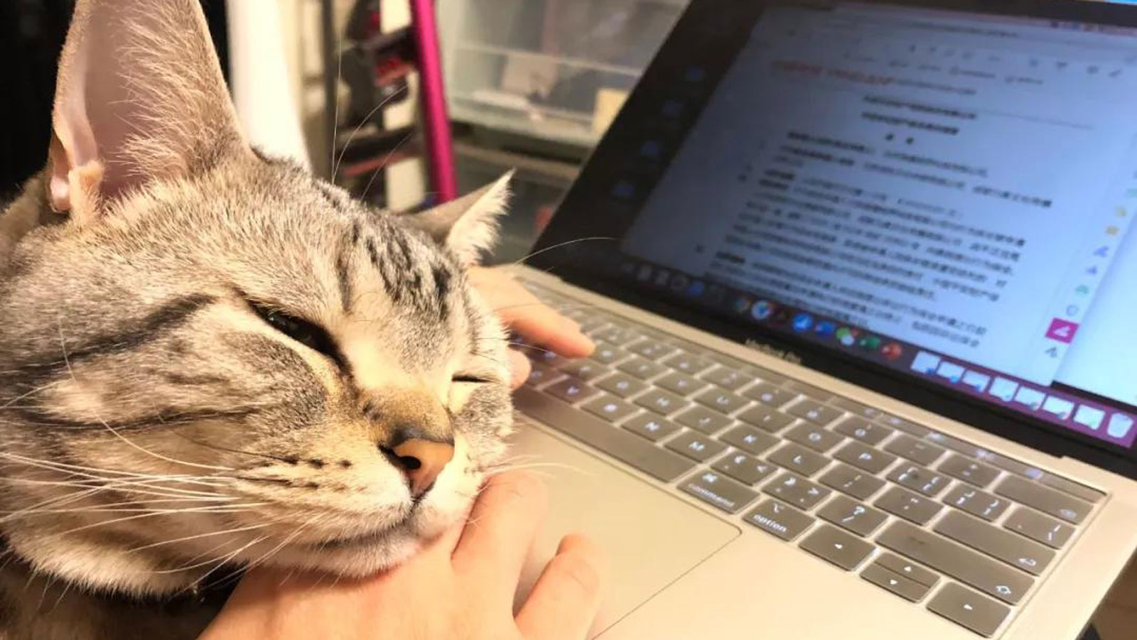 养猫后会有的6个"副作用",你中招了没?