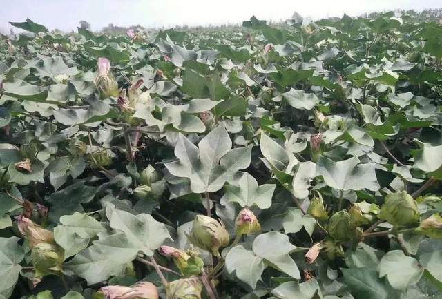 种植棉花高产有技巧,病害虫防治也是问题,新技术来帮你