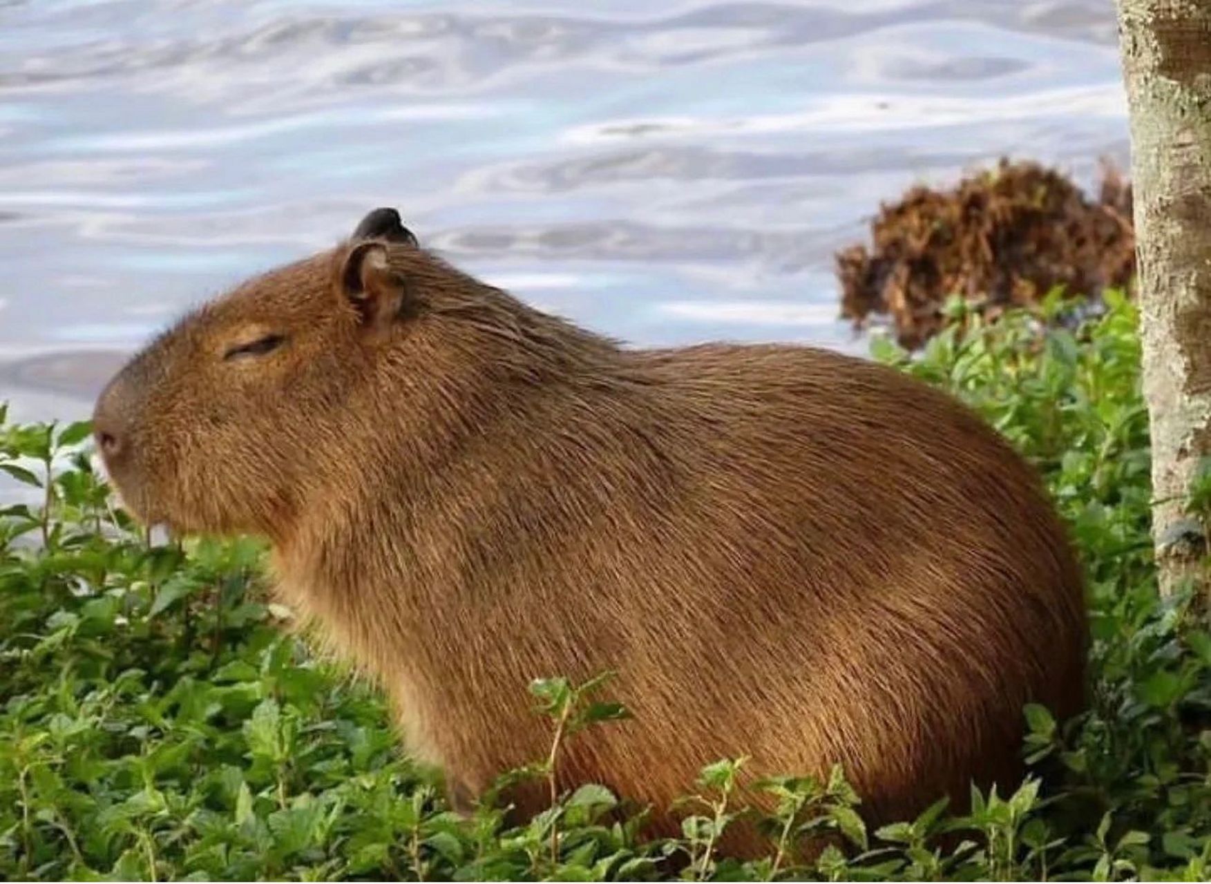 水豚太可爱了 好喜欢水豚的精神状态 	 有种禅意 下辈子当只情绪稳定