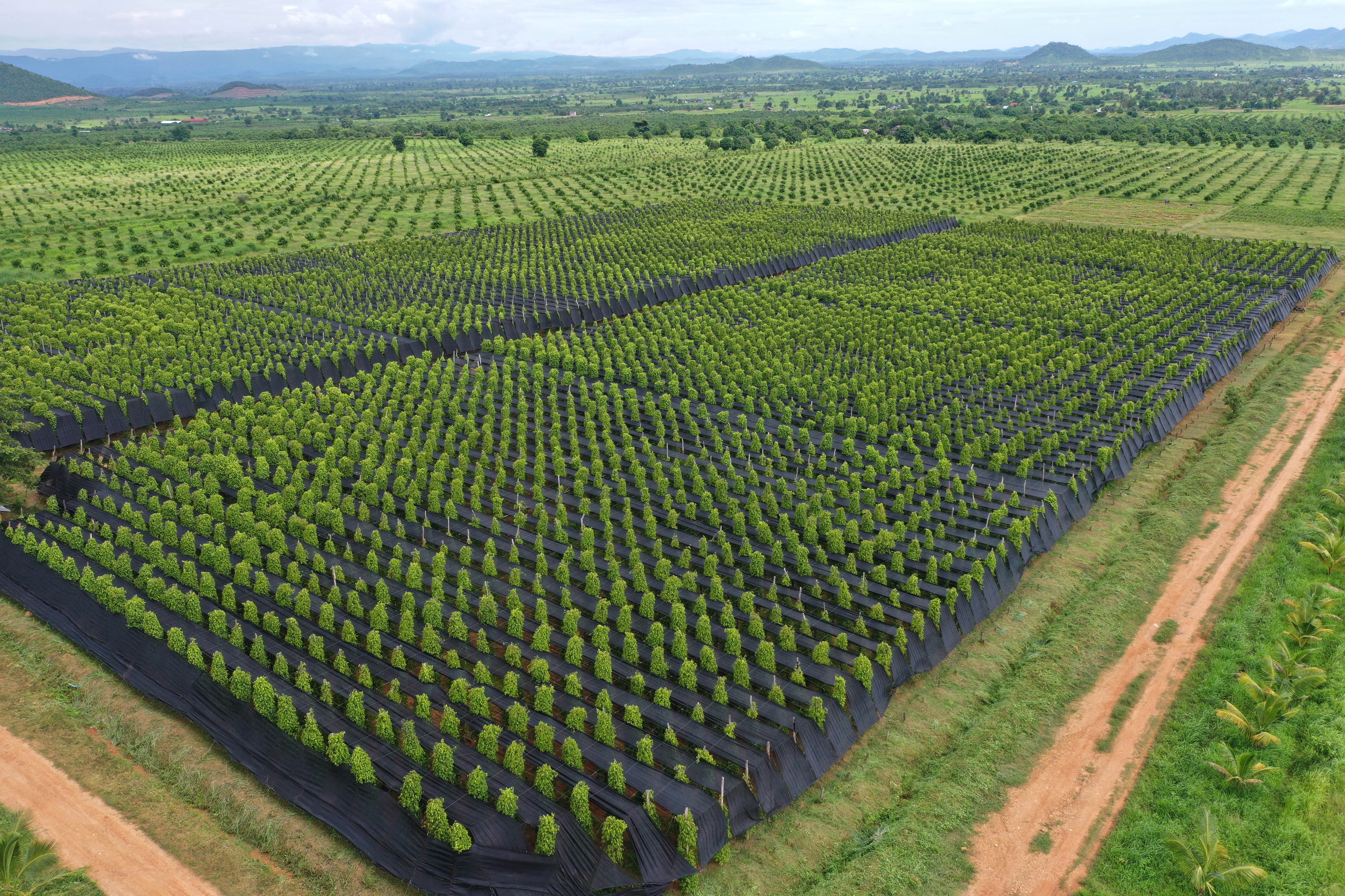 柬埔寨贡布胡椒希望走上中国餐桌(1)