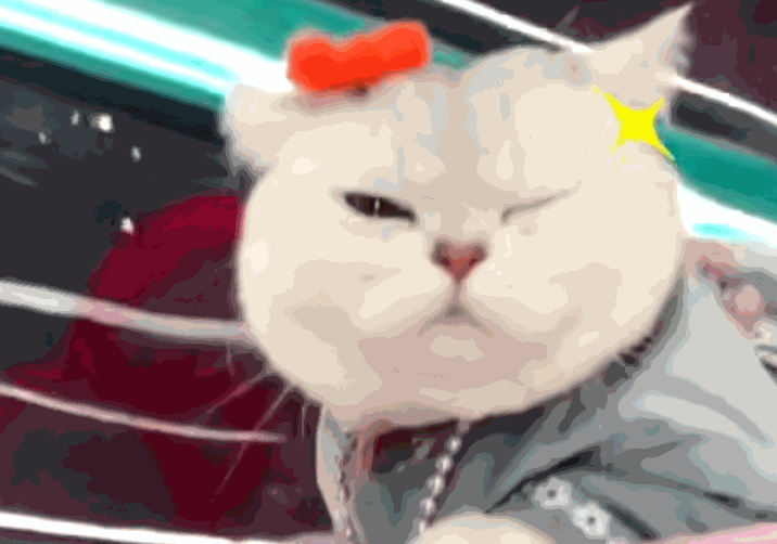 车模猫咪,出场费1万5,铲屎官:它今后会尝试其它业务