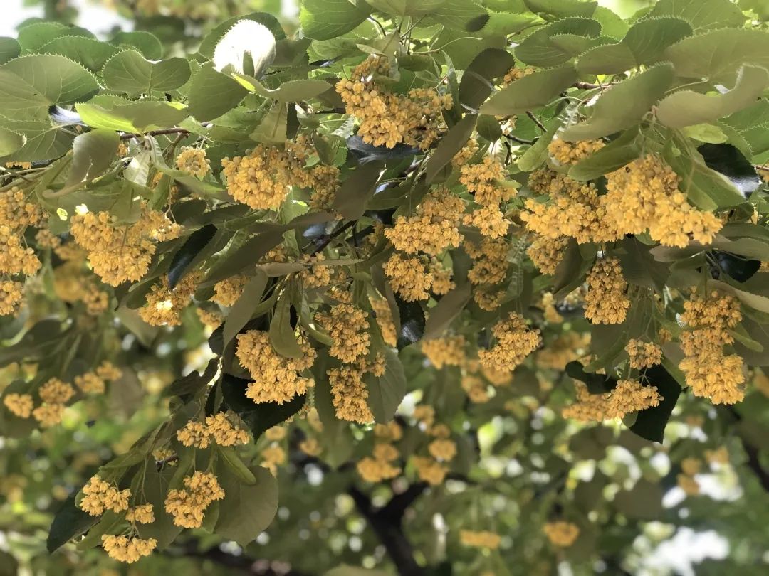 香山云科普|香山公园里的《诗经》植物——杻