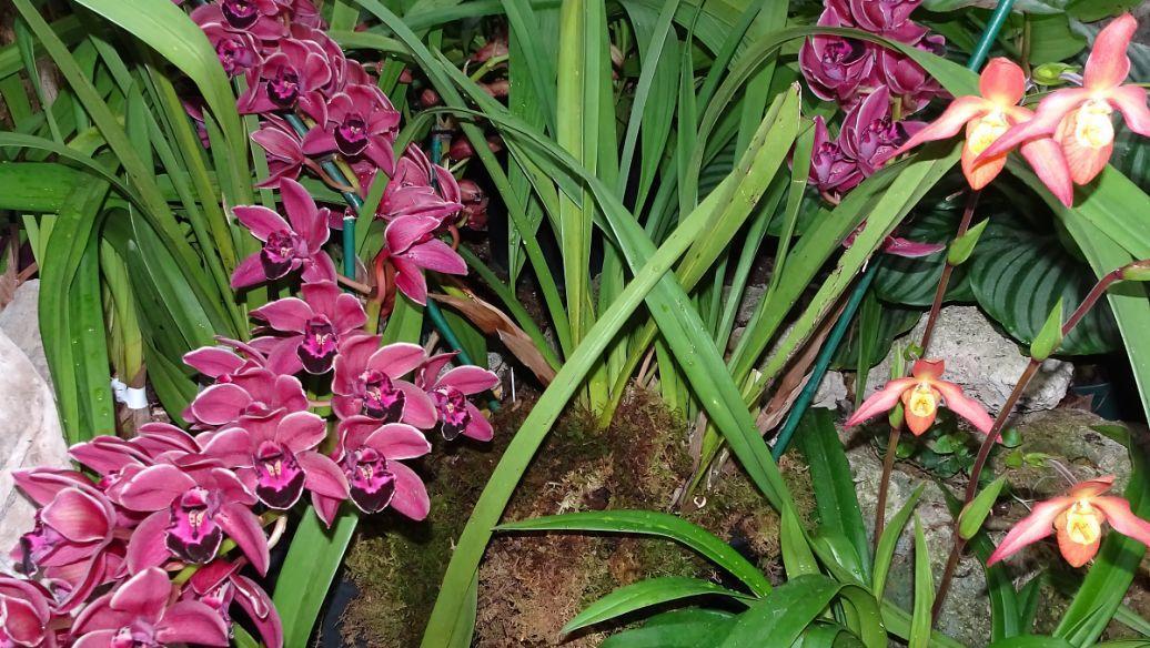 被誉为"香花之王"的红贵妃,花开美丽,有孤芳自赏的气质