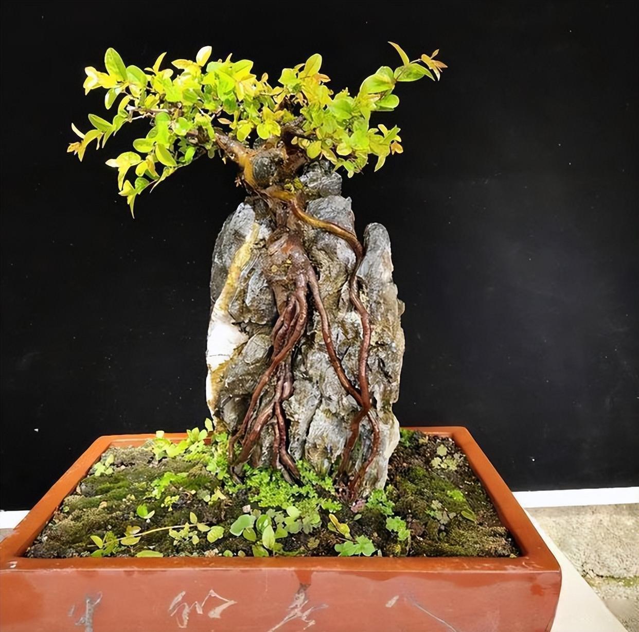 喜欢高端盆景,就养"雀梅盆景",根茎苍劲有力价值高,值得收藏