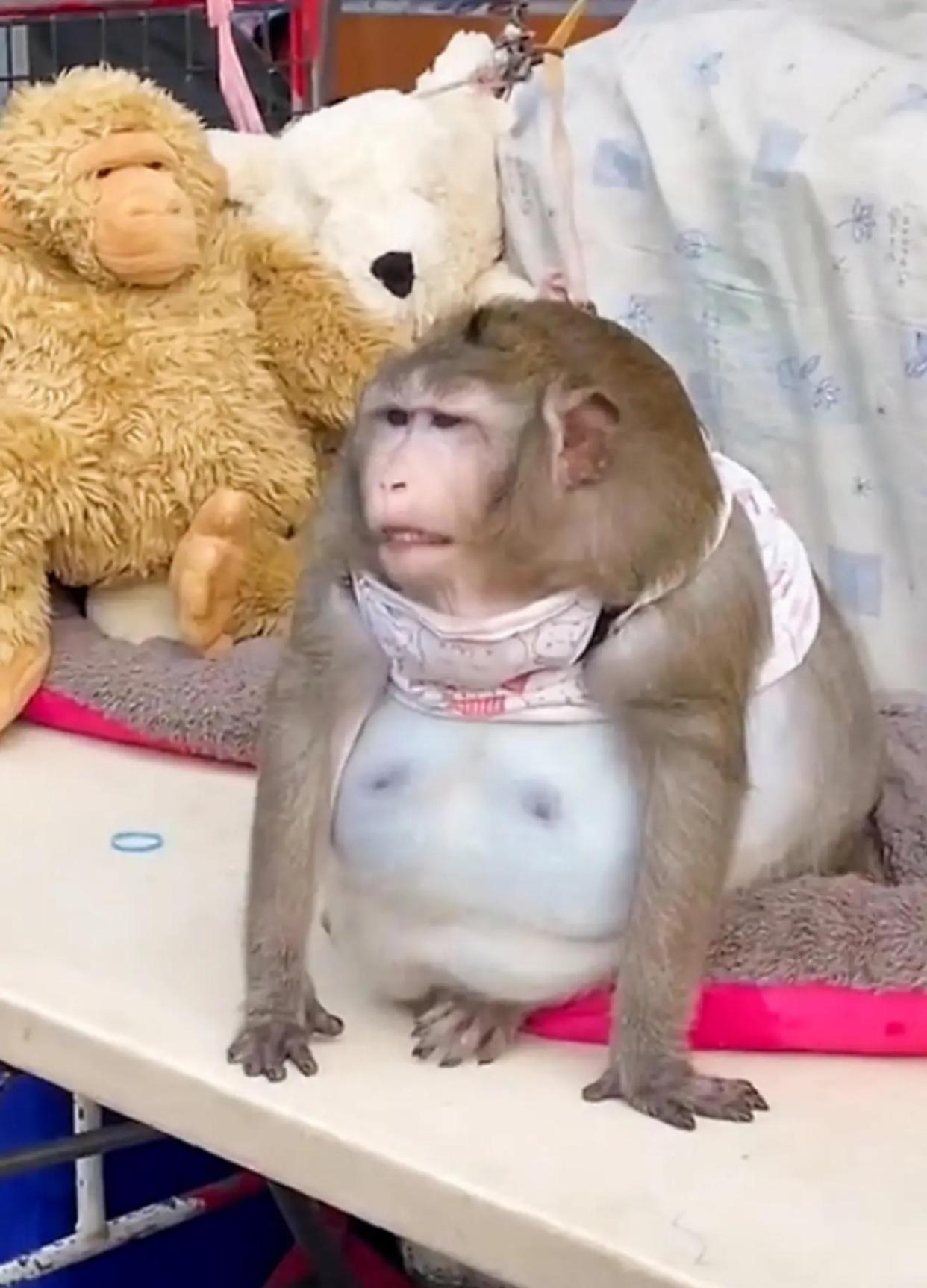 严重肥胖:泰国市场一只名叫"哥斯拉"的猴子,靠被投喂浑身赘肉