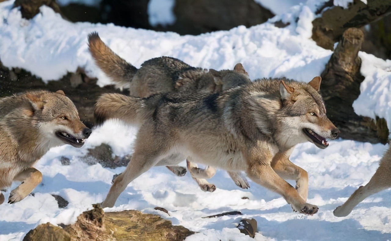 西伯利亚狼群图片