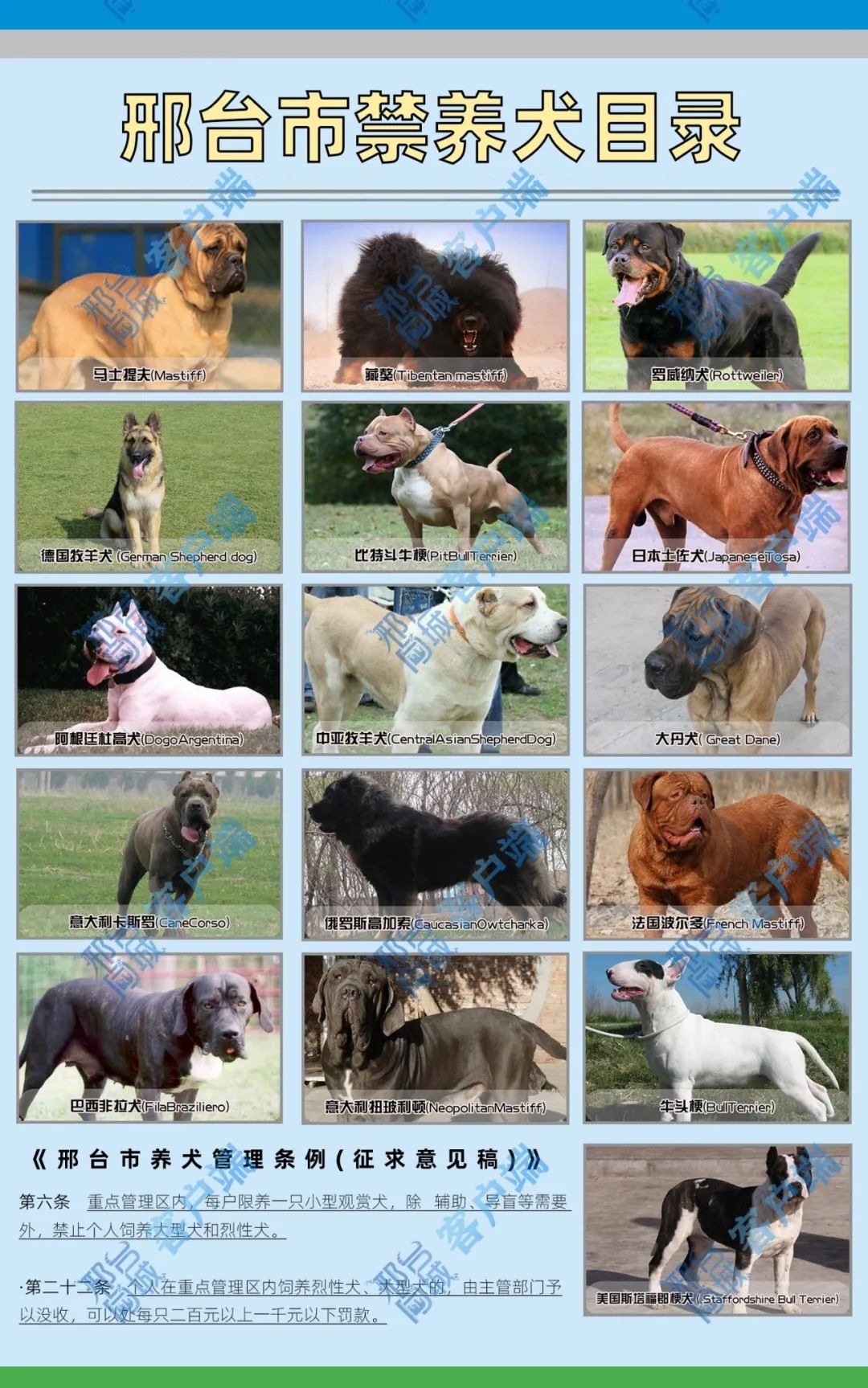 重磅消息:邢台33类烈性犬将禁止饲养,喜欢养狗的朋友注意了!