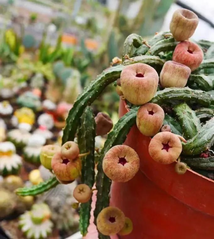 趣味多肉|苹果萝藦,那不是苹果,是花花,可可爱爱,不娇气