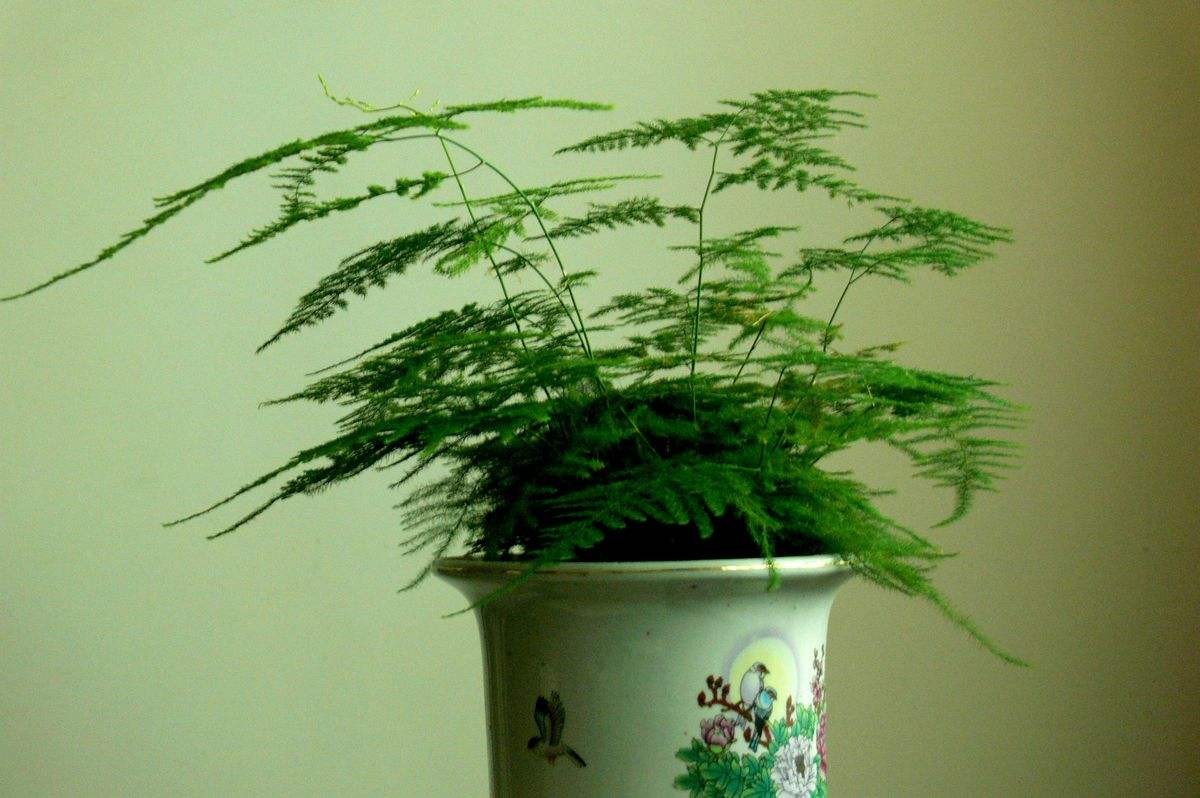 文竹盆景是这样养出的,枝叶小巧玲珑,株型挺拔似云片,观赏性高