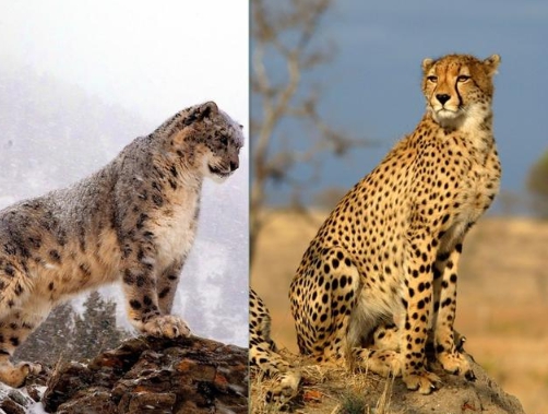 猎豹,雪豹,哪个更厉害?