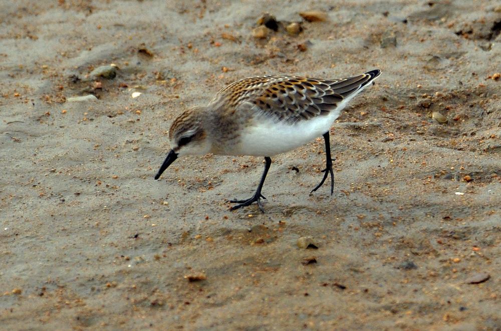 鸟类独步天下的双足