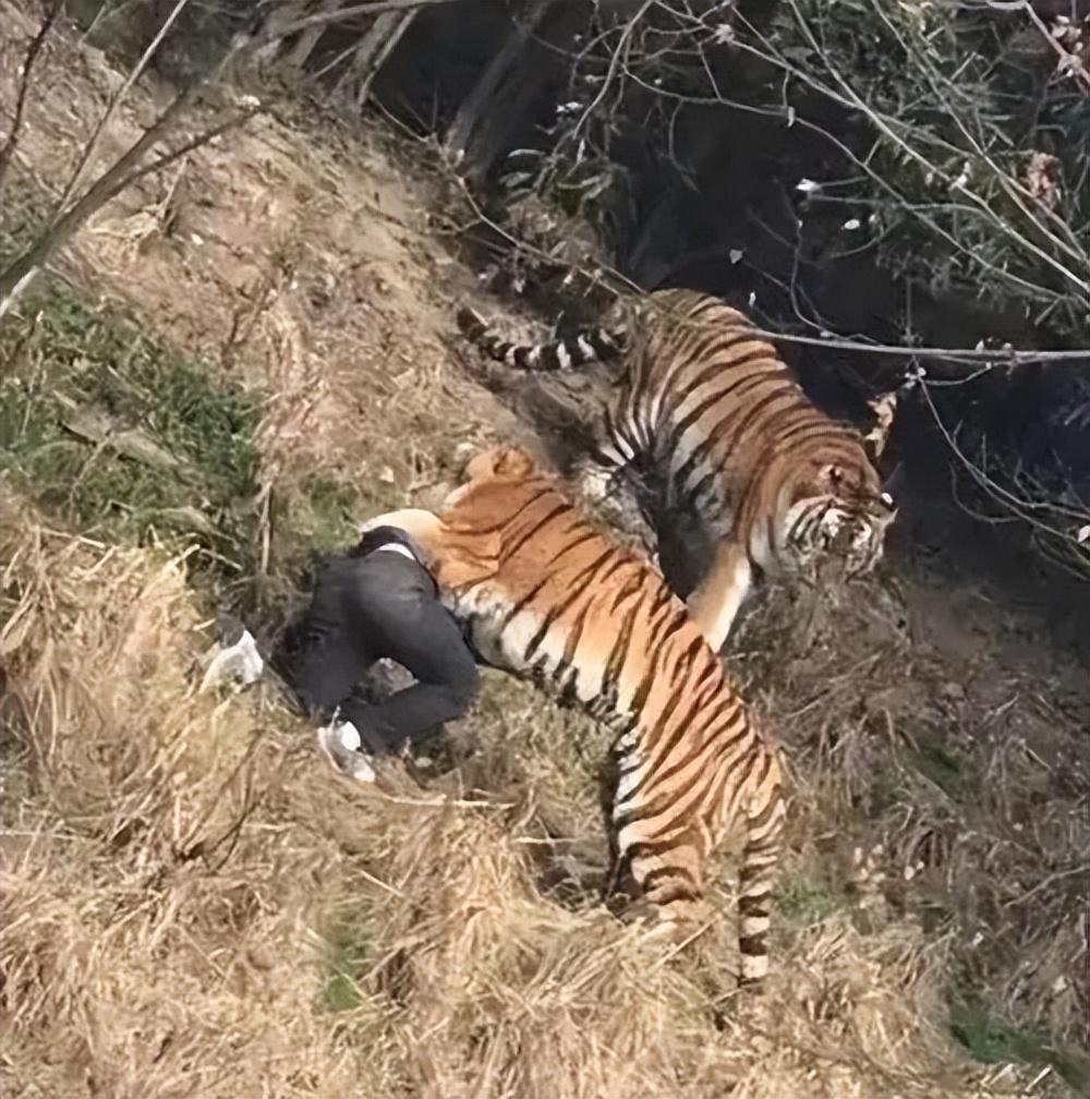 也並不止發生了這一例,2017年,寧波的雅戈爾動物園發生了老虎咬人的