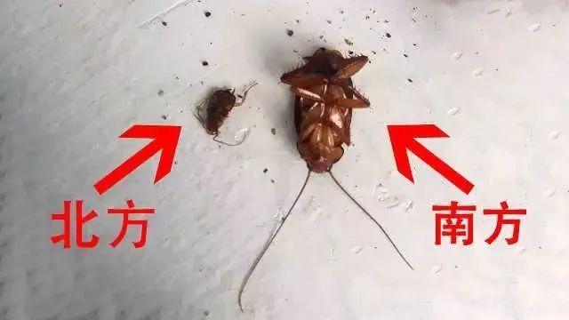 九成人不懂得"蟑螂天敌"是啥:家中放些它,让蟑螂"统统跑光"